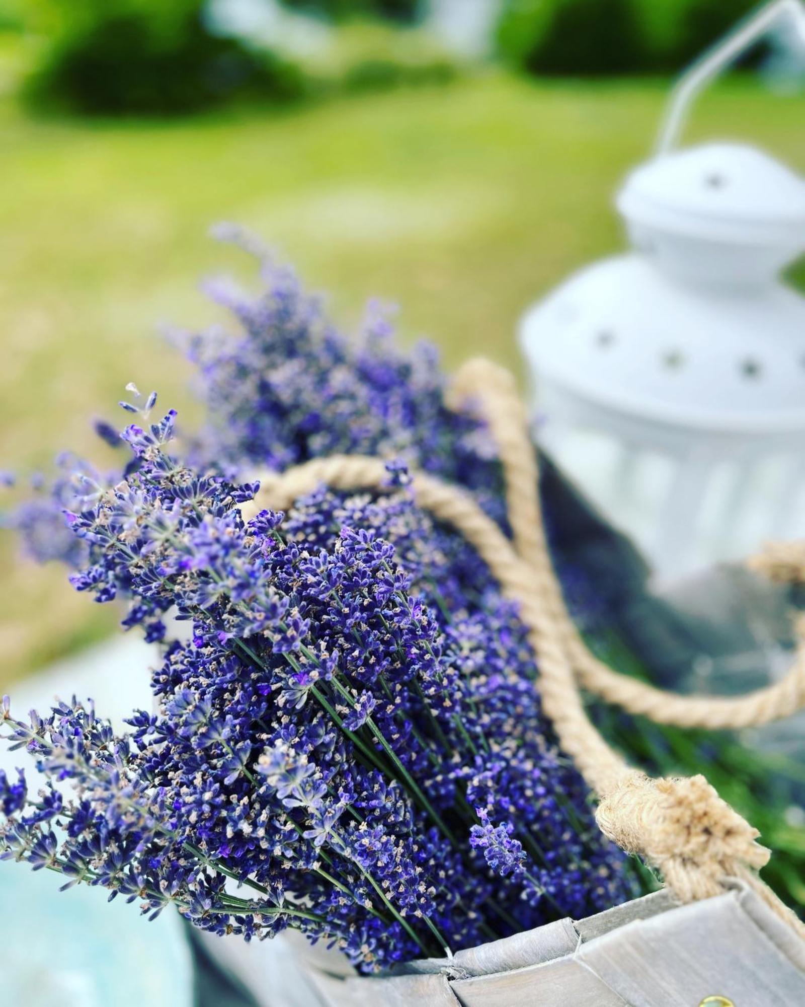 Lavender Village Kiemeliai Kültér fotó