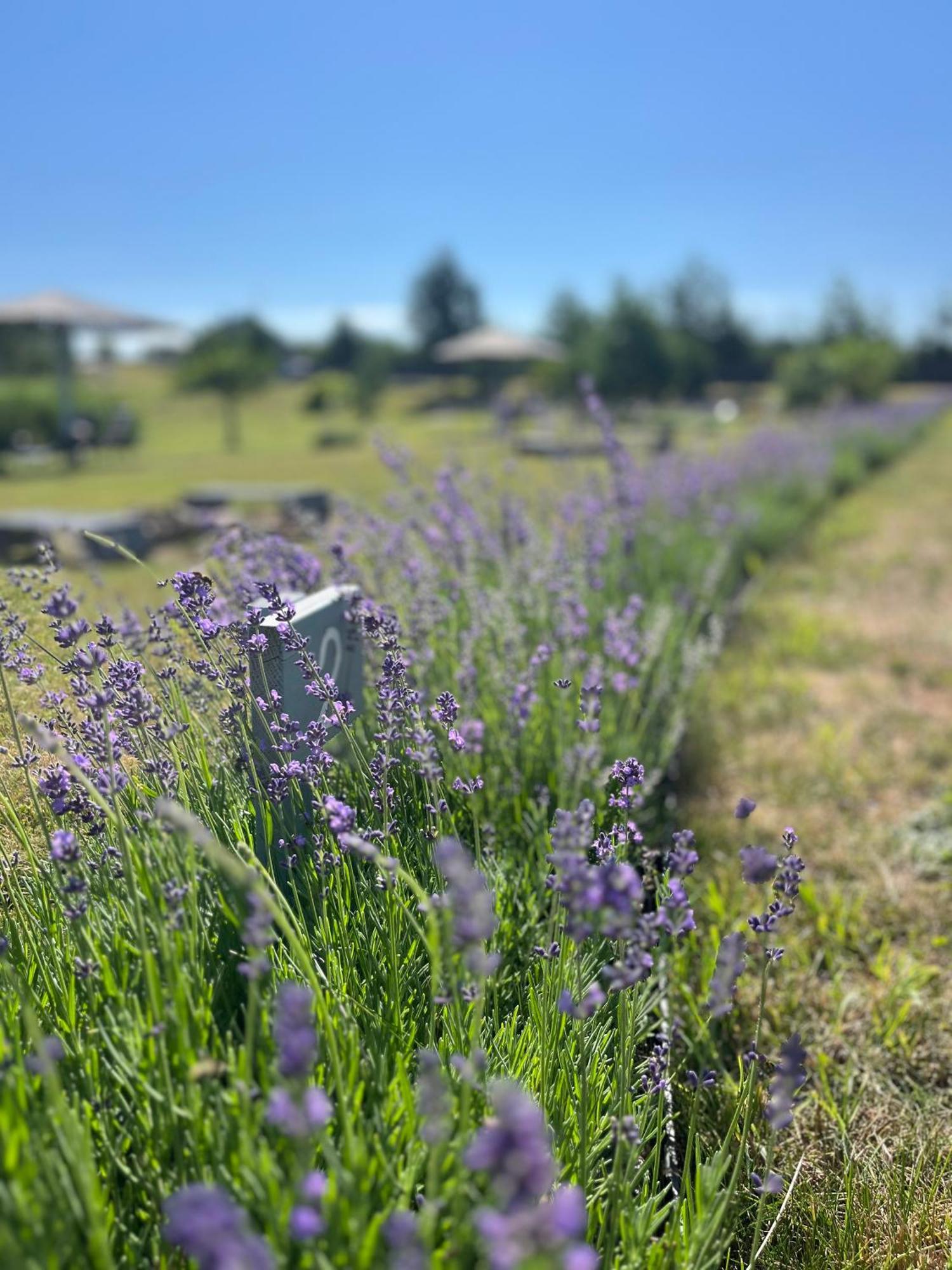 Lavender Village Kiemeliai Kültér fotó