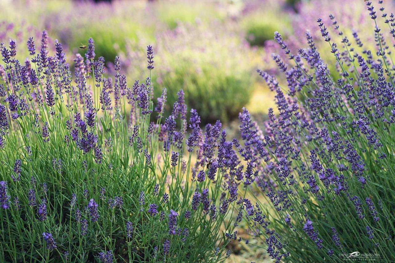 Lavender Village Kiemeliai Kültér fotó