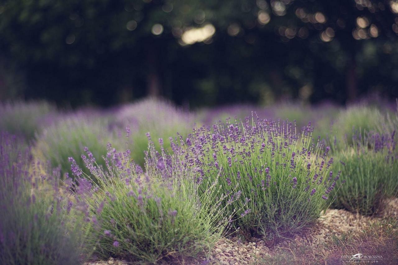 Lavender Village Kiemeliai Kültér fotó